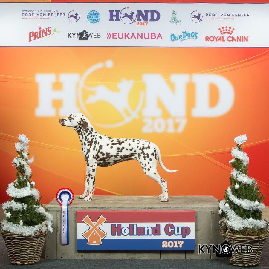 Dalmatier Club Nederland I Winner show 2022