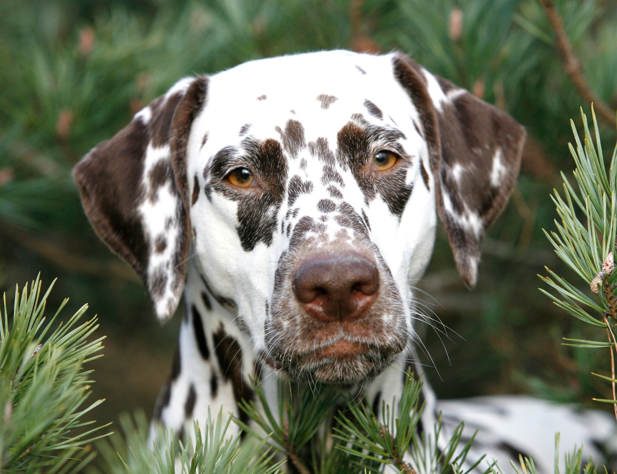 Dalmatiër Club Nederland