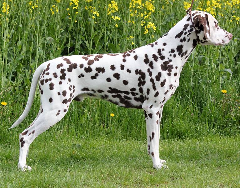 Dalmatier Club nederland I uitslagen Rotterdam 2023