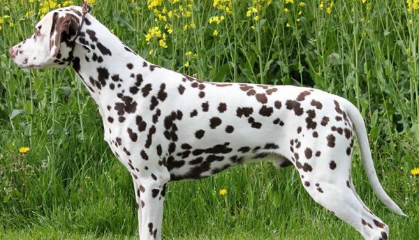 Dalmatier Club Nederland I show Rotterdam 2023