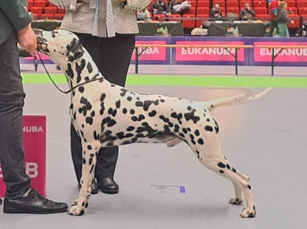 Dalmatier Club Nederland