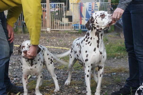 Dalmatiër Club Nederland