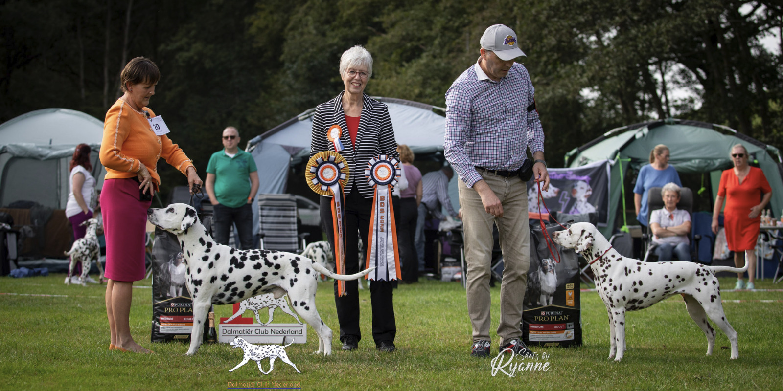 Dalmatische hond bij de Dalmatiër Club Nederland