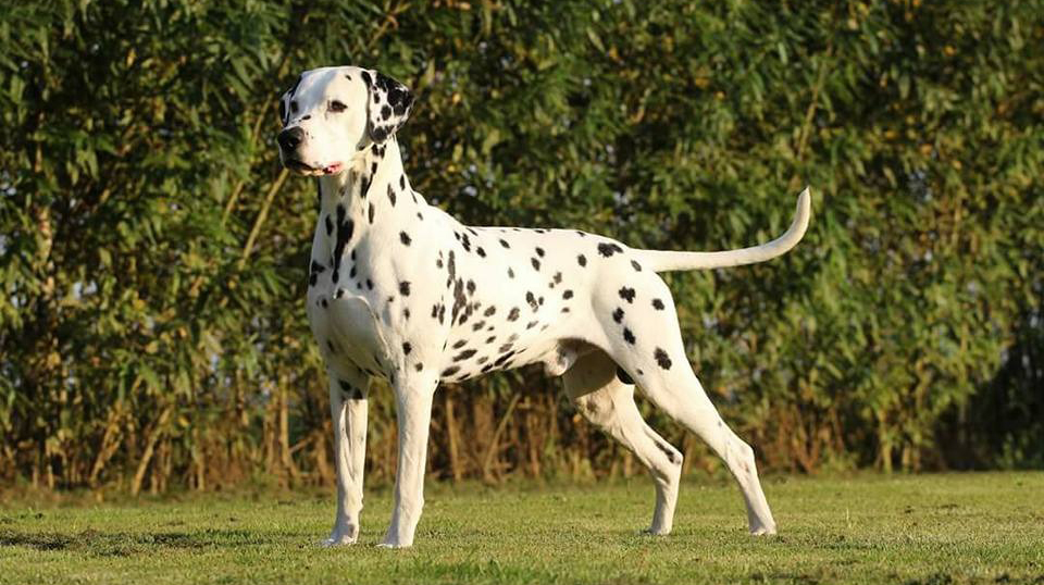 Dalmatische hond bij de Dalmatiër Club Nederland