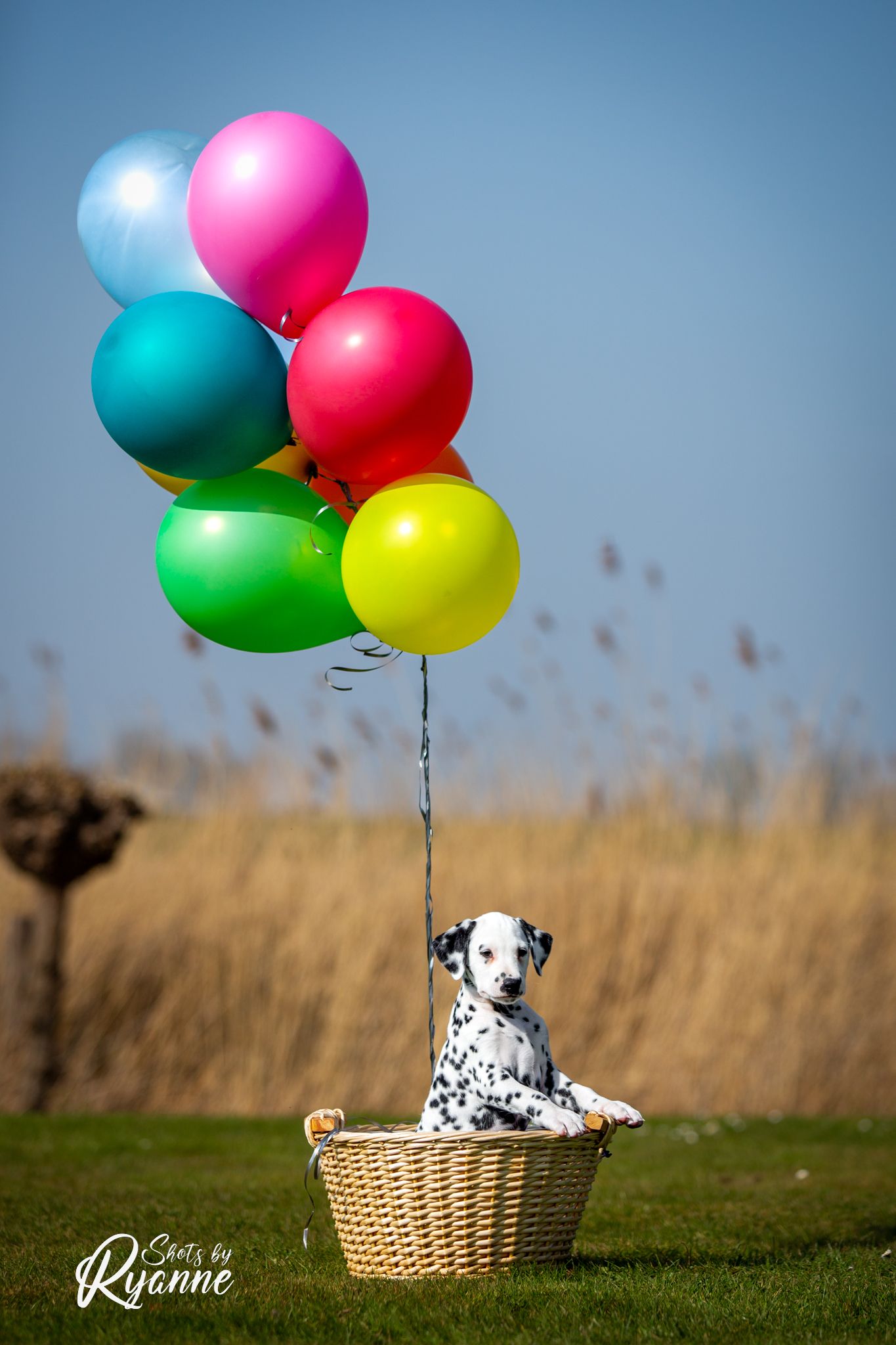 Dalmatiër Club Nederland I Algemene Leden Vergadering