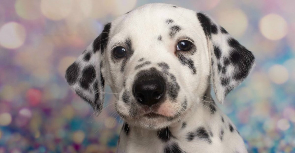 Tapijt ramp Gering Dalmatiër Club Nederland - prijsindicatie voor een dalmatische pup