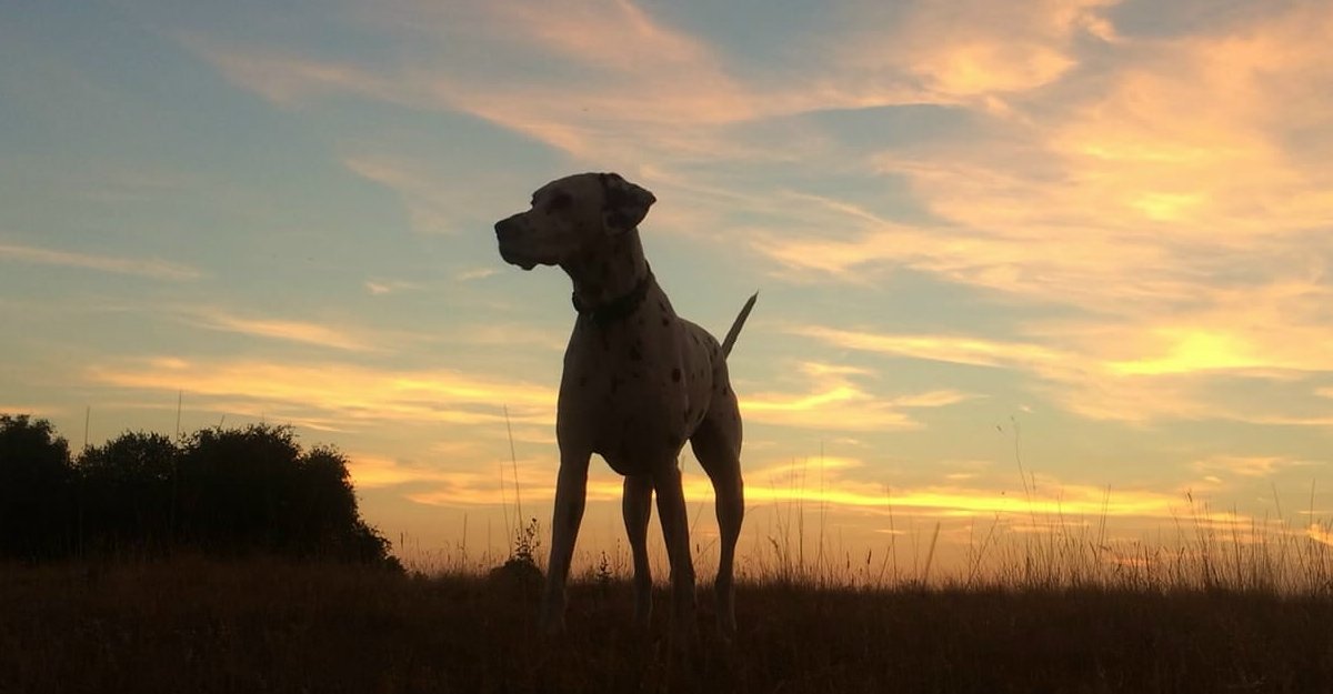 Dalmatische hond bij de Dalmatiër Club Nederland