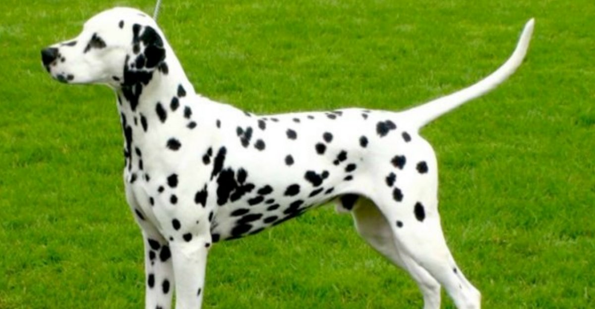 Elektropositief toezicht houden op Informeer Dalmatiër Club Nederland - Dwerggroei bij de Dalmatische hond