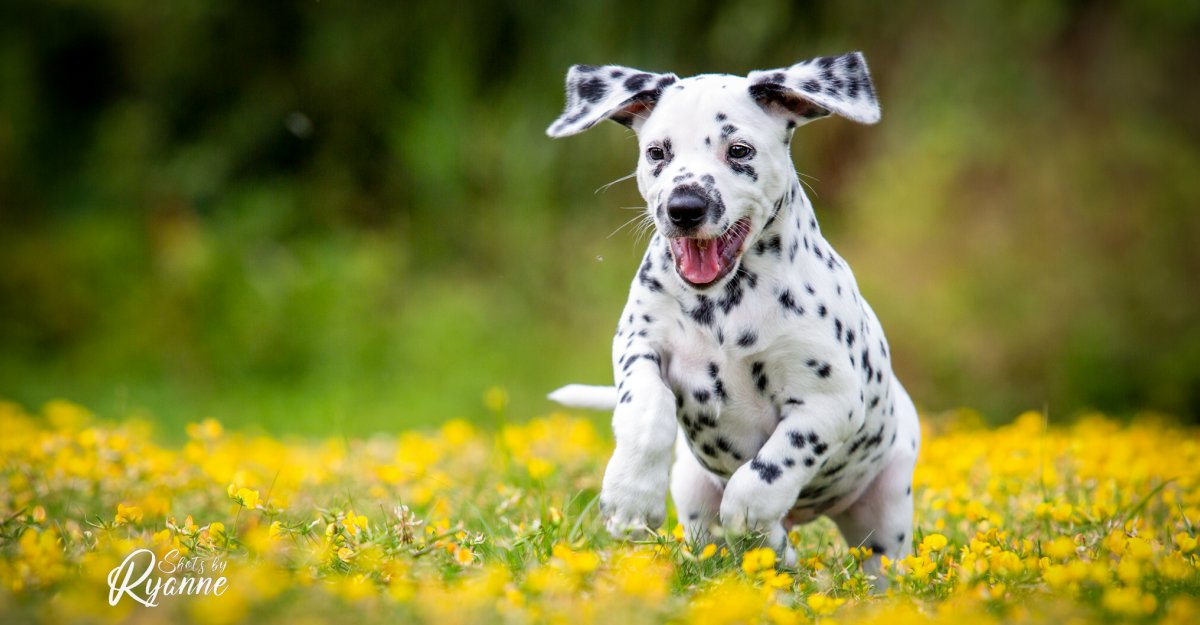 Dalmatiër Nederland - de rasvereniging voor Dalmatische honden
