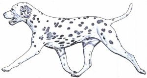 Dalmatiër Club Nederland