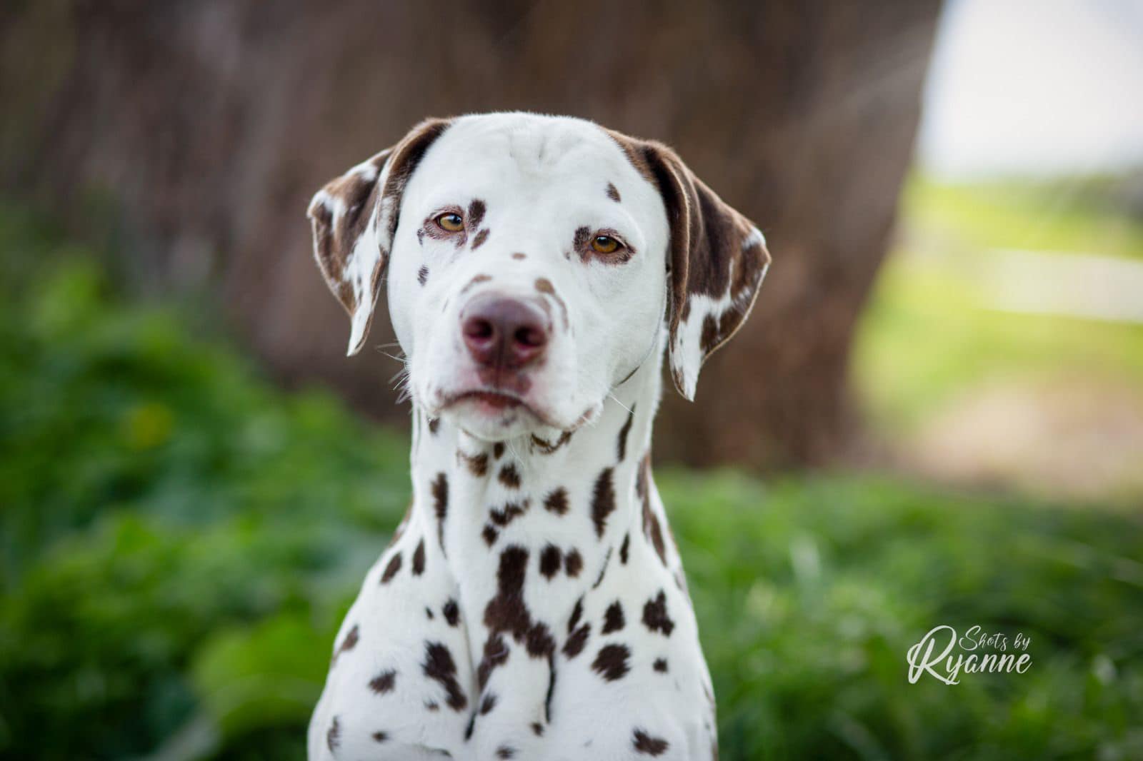 Dalmatiër Club Nederland