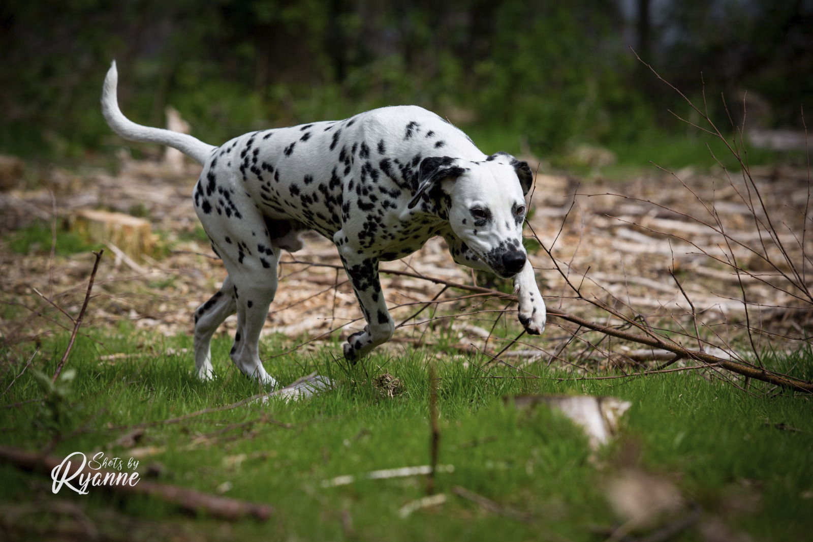 Dalmatiër Club Nederland