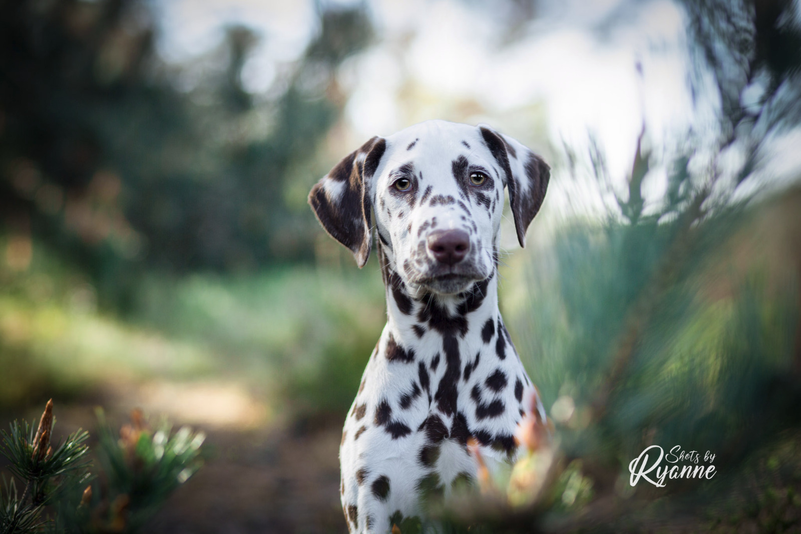 Dalmatiër Club Nederland