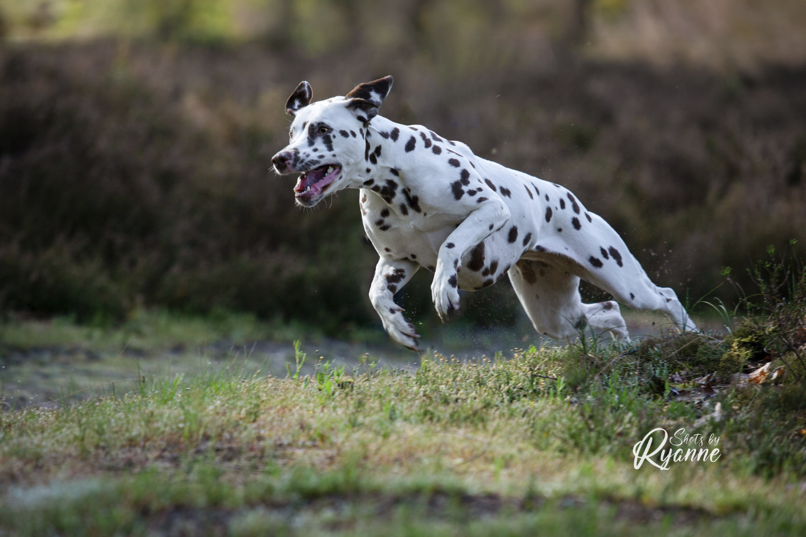 Dalmatiër Club Nederland