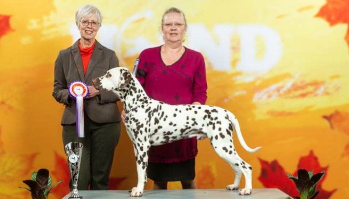 Dalmatier Club Nederland I Namara's in to a shock