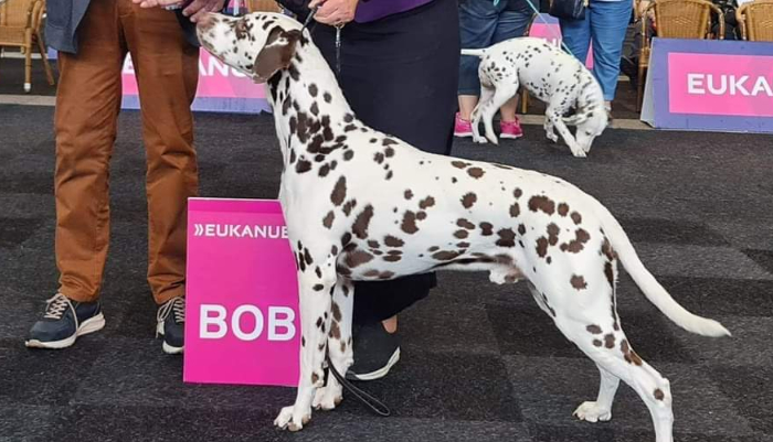 Dalmatier Club Nederland I BOB Pinkstershow 2023