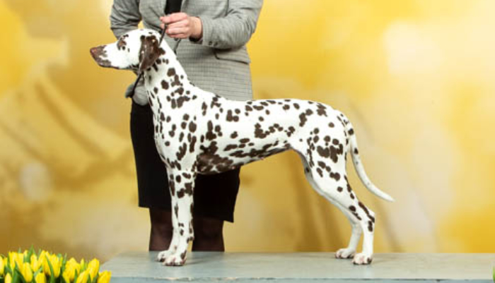 Dalmatier Club Nederland I resultaten Hollandcup 2023