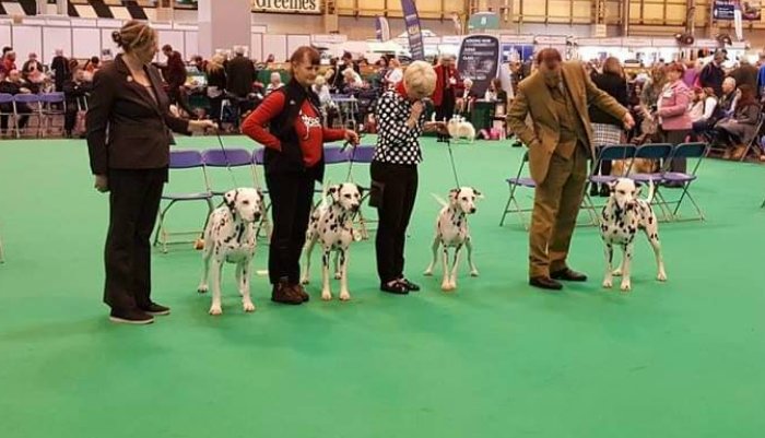 Dalmatier Club Nederland I Kampioenschapsclubmatch