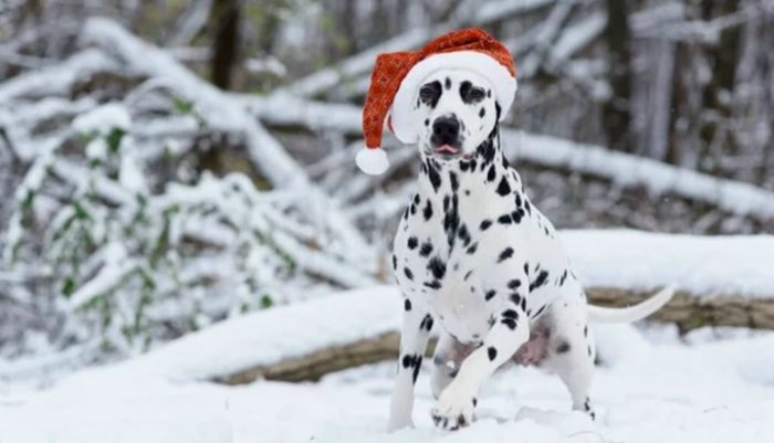 dalmatier club nederland I fijne feestdagen