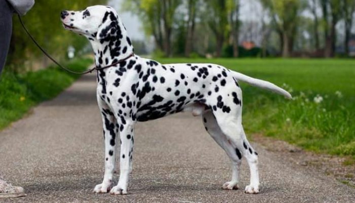 Dalmatier Club Nederland I resultaten KC Oss in Den Bosch 2023