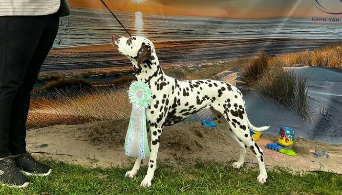 Dalmatier Club Nederland I resultaten outdoor zeeland 2023