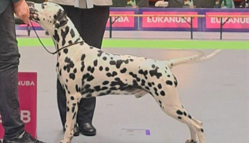 Dalmatier Club Nederland I resultaten Groningen 2023