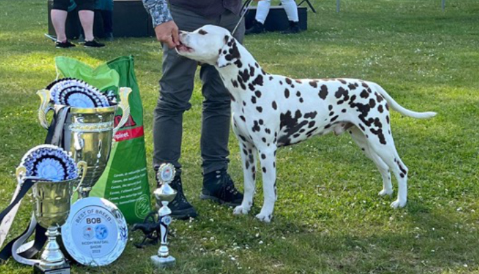 Dalmatier Club Nederland I resultaten WAFDAL2023