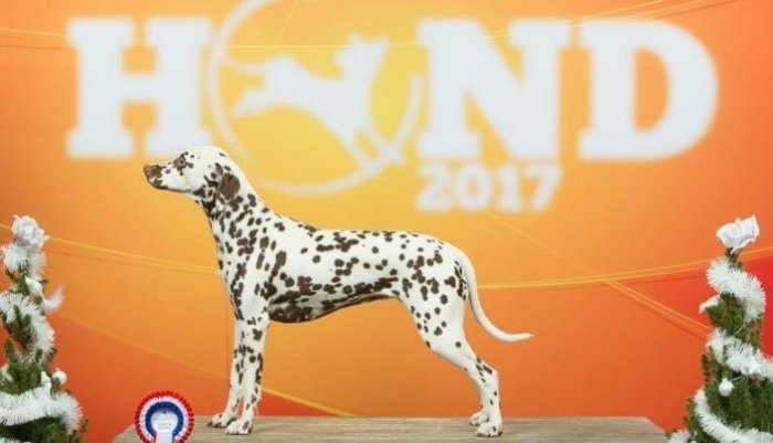 dalmatiër club nederland I Dutch Winnershow