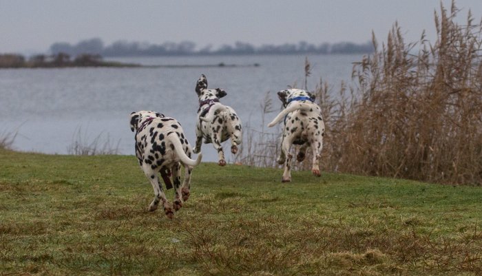 dalmatier club nederland