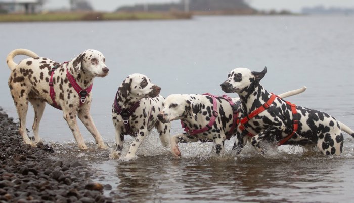 Dalmatiër Club Nederland I Alles over de Dalmatische hond