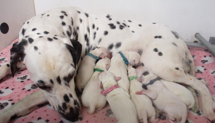 foto als voorbeeld I Dalmatiër Club Nederland.