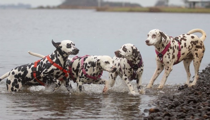 Dalmatier Club Nederland / Dalmatisch Café