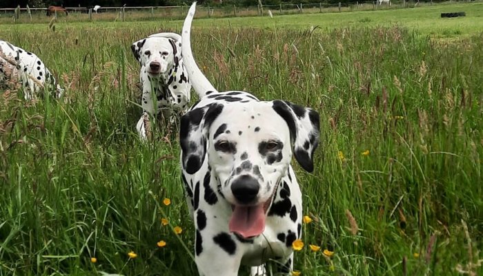 Dalmatiër Club Nederland I Alles over gezondheid van de dalmatische hond