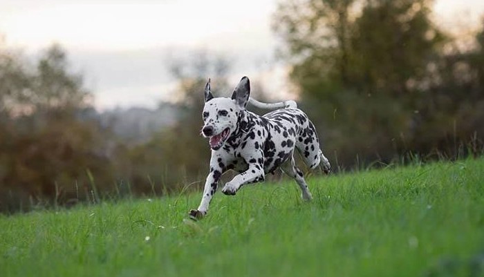 Dalmatiër Club Nederland I Fokkers van Dalmatische honden