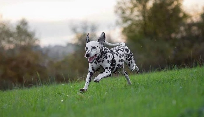 Dalmatiër Club Nederland I Universiteit van Utrecht