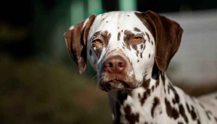 Dalmatiër Club Nederland I Fokken met kopvlekken