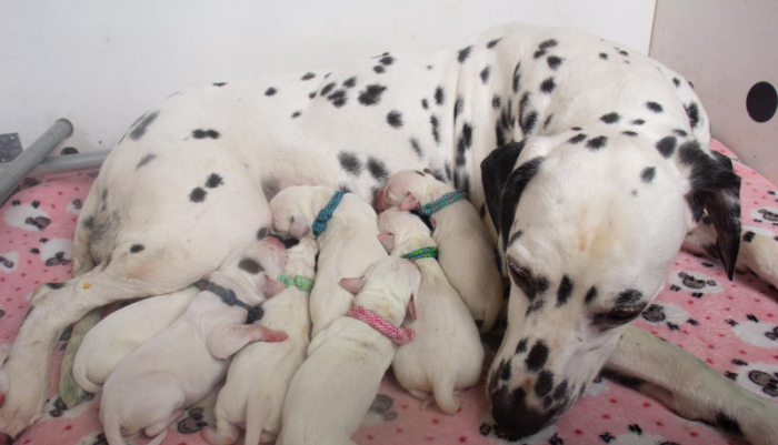 dalmatier pups geboren bij de dalmatierclub nederland