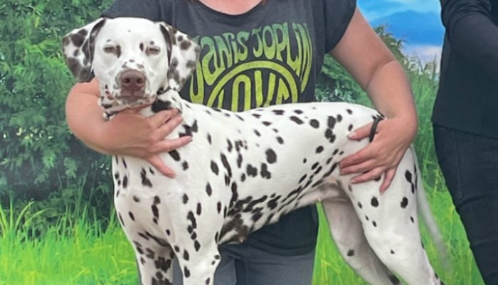 Namara's Ay Caramba Dalmatier Club Nederland