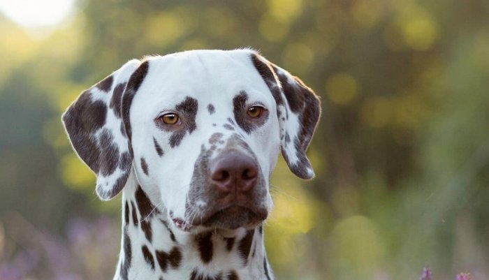 BOB Zwolle, Dalmatiër Club Nederland