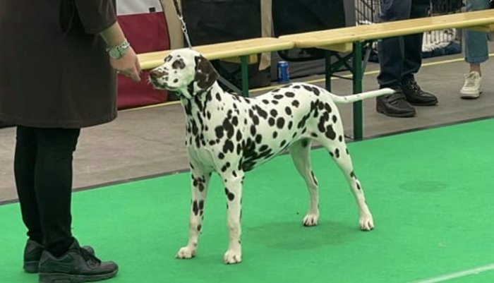 showresultaten Dalmatier club nederland